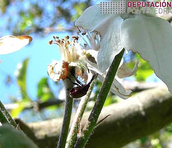 Adulto de Rhynchites bacchus en inflorescencia maceira.jpg